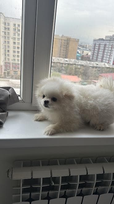 Продажа собак: Шпиц, 1 месяц, Самец, С прививкой — 9
