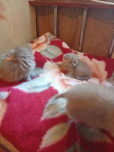 перья: Шотландские вислоухие котята (Scottish Fold), окрасы серо-голубой и — 4