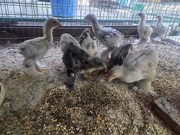 cane corso: Продаю | Куры | Брама | Для разведения — 2