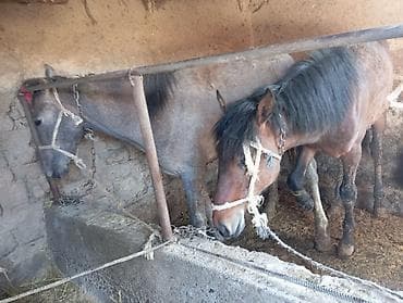 утята муларды купить: Продаю | Жеребец | Рабочий — 3