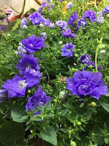 вьющиеся цветы: Кампанула (жених и невеста) — 6