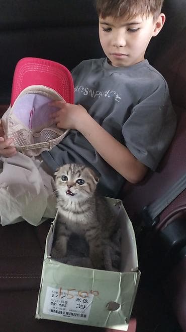 кролик калифорня: Продаем кошку с веди переездом — 3