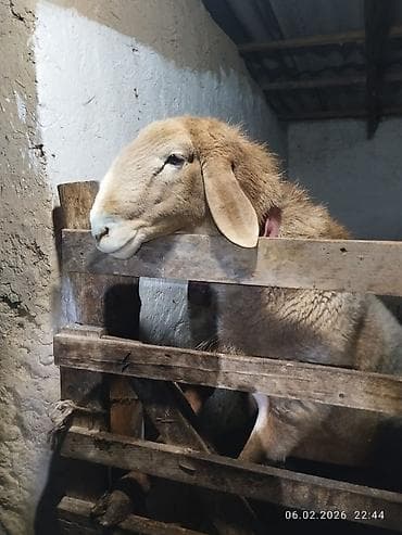 Аквариумдар: Сатам | Кочкор (эркек) | Арашан | Көбөйтүү үчүн | Асыл тукумдуу — 7