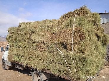 токмок продажа: Продаётся табигый чөп (натуральное сено) в тюках. - На машине — 1
