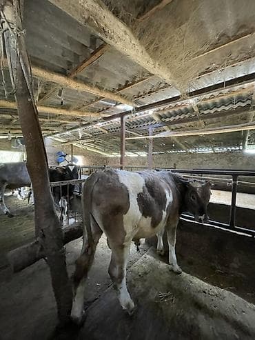 С/х животные и товары: Продаю | Бык (самец) | На откорм | Привязанные — 4