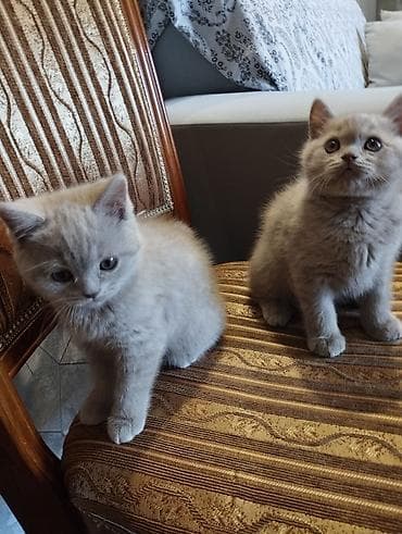 абиссинский кот: Британские короткошёрстные котята, окрасы лиловый/кремовый. - Порода — 3