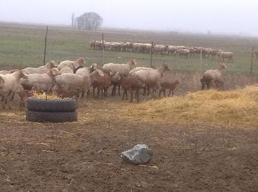 талас ат: Продаю | Овца (самка) | Для разведения | Матка — 1