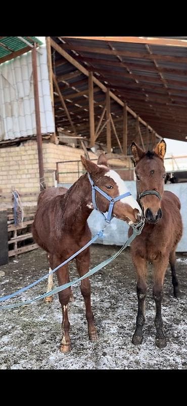 дакан шалпан: Продаю | Жеребенок | Полукровка | Конный спорт — 1