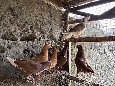 коты бишкек: На продажу голуби разные породы 
Звоните или пишите на вотсап — 8