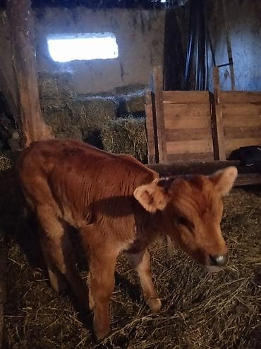 клевер красная речка: Продаю | Тёлка | На откорм | Племенные — 1