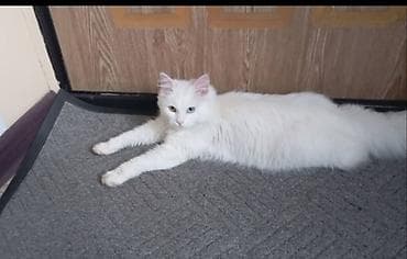 кошки без шерсти: Турецкая анкорка, белоснежная длинношёрстная кошка с гетерохромией — 5