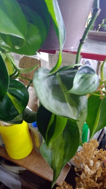 водоросли для аквариума: Комнатные растения — коллеция лиан и ароидных:Сингониумы — 20