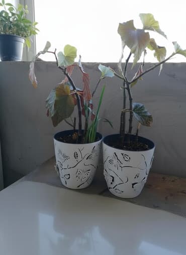 семена комнатных цветов в бишкеке: Распродажа комнатных цветов! Цены от 350с.!!! — 2