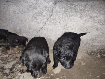 французский бульдог купить бишкек: Щенки метисы, окрас разный: черный, черно‑подпалый и кремовый. На фото — 5