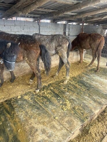 Продаю | Жеребенок | Для разведения