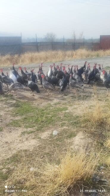 Индейки на выгуле (стадо) - Породы/окрасы: преимущественно тёмные
