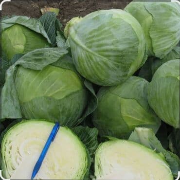 купить семена сахарной свеклы оптом: Капуста Белокачанная, Оптом — 3