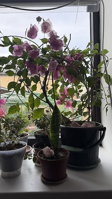 Комнатные розы: Бугенвиллея розовая — комнатное/балконное вьющееся растение - Окраска — 2