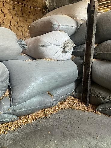 жыгач ящик: Кукуруза в зерне в мешках. - Фракция: целое зерно кукурузы - Фасовка — 1