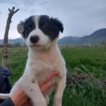 чау чау смуф цена: Ищем дом для замечательных щенков! Мальчики белые, девочка пушистая — 2