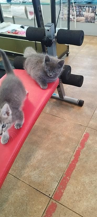 бархатные котята: 2 месяца, Мальчик, Приучена к лотку — 1