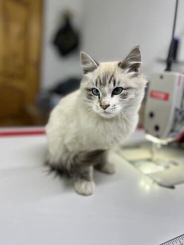 шотландский вислоухий рыжий кот: 5 месяцев, Мальчик, Метис, Приучена к лотку — 5