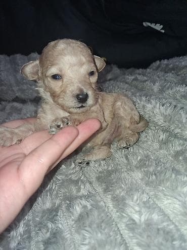 машки ит: Выставляются на предварительный резерв 4 щенка той пуделя . 3 Девочки — 3