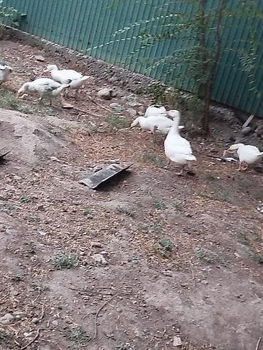 Айыл-чарба жаныбарлары: Домашние гуси, молодняк. - Порода: белые домашние гуси с отдельными — 1