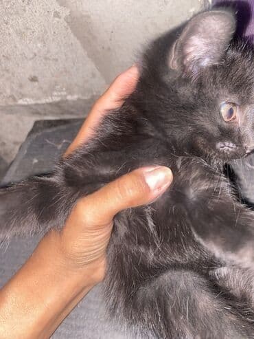 отдам даром вислоухого котенка: Черный котята отдам в добрые руки - Окрас: однотонный чёрный, мягкая — 2
