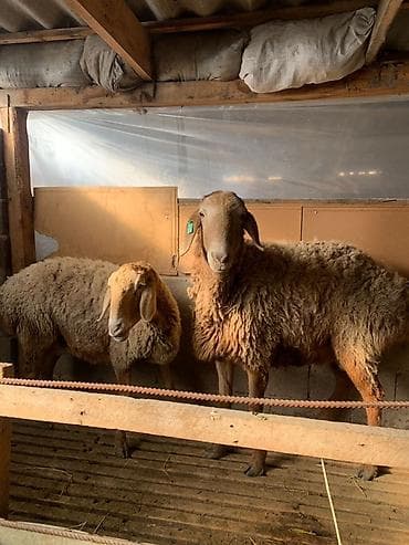 Продаю | Овца (самка) | Арашан