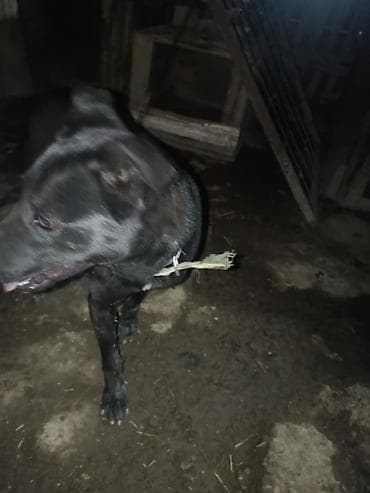 дором: Продаю собаку лабрадор ретривер — 6