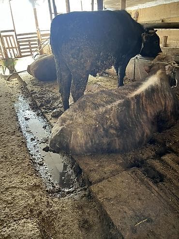 Ветеринар кызматы: Сатам | Бука (эркек) | Бордоп семиртүү үчүн | Байланган — 4