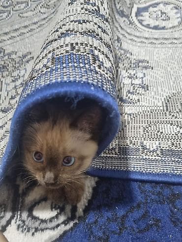 кошка тайская: Породистый котёнок с окраском поинт (светлый корпус, тёмная мордочка — 3