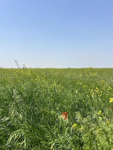 совхоз фрунзе бишкек: 200 соток, Для сельского хозяйства, Договор купли-продажи — 7