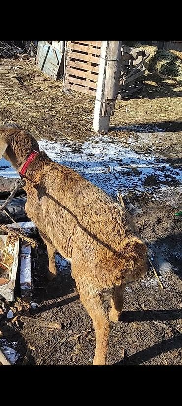 Продаю | Ягненок | На забой | Матка