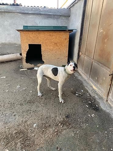 собака пекинес цена: Питбуль, 1 год, Самка — 6