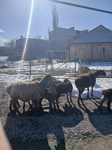 козулу: Продаю | Овца (самка) | Для разведения | Матка — 8