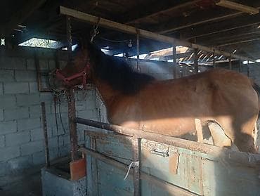 ахилес ат: Продаю | Кобыла (самка) | Рабочий — 3