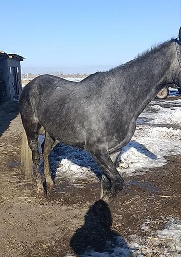 саан уйлар ош: Сатам | Бээ (ургаачы) | Англиялык | Көбөйтүү үчүн, Ат спорту | Асыл тукумдуу — 1