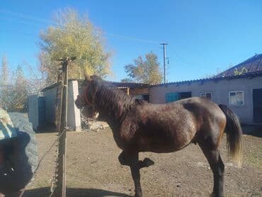 домик для кота: Сатам | Бээ (ургаачы) | Жумушка — 2