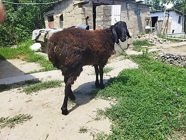 Животные: Продаю | Баран (самец) | Для разведения — 1