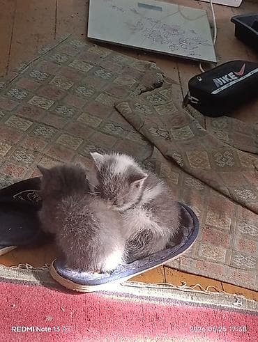 Кошка даром: Беспородная, 1 месяц, Девочка, Приучена к лотку at lalafo.kg Кошка даром: Беспородная, 1 месяц, Девочка, Приучена к лотку