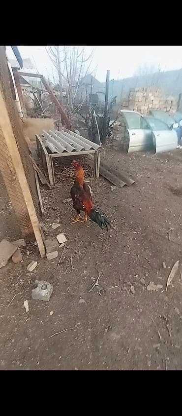 атка жабу: Сатам | Тооктор | Тебиштирүүчү | Көбөйтүү үчүн — 4