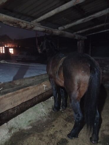 баа: Сатам | Жылкы (эркек) | Аргын | Жумушка — 2