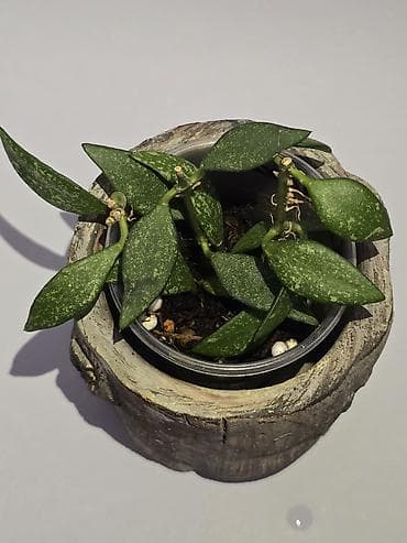 макс: В продаже большой филолендрон бурле макс 2500,орхидеи от 1000 — 6