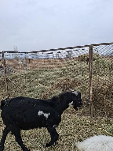 усыпление животных бишкек: Битал теке Майда бир жаш болот — 3