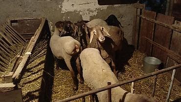 ягнята гисары: Продаю | Овца (самка) | Арашан, Полукровка | На забой, Для разведения | Матка, Ярка — 2