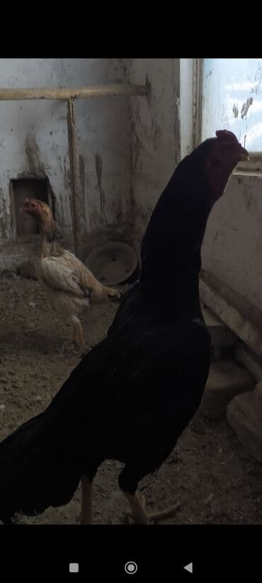 корм для несушек купить: Продаю | Петух | Бойцовая | Для разведения — 2