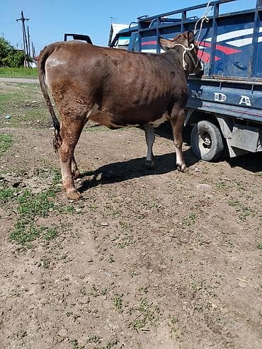 кыс: Сатам | Уй (ургаачы) | Сүт алуу үчүн | Байланган — 2