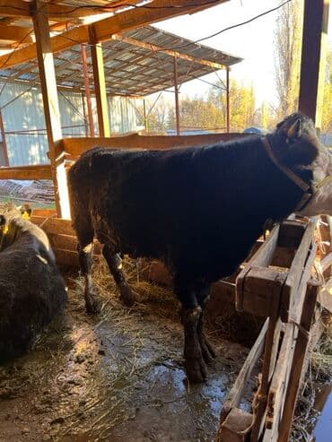 продаю музоо торпок корова самка бык самец айрширская ангус алатауская на забой для разведения на откорм племенные нетель привязанные: Продаю | Бык (самец) | На откорм | Привязанные — 18